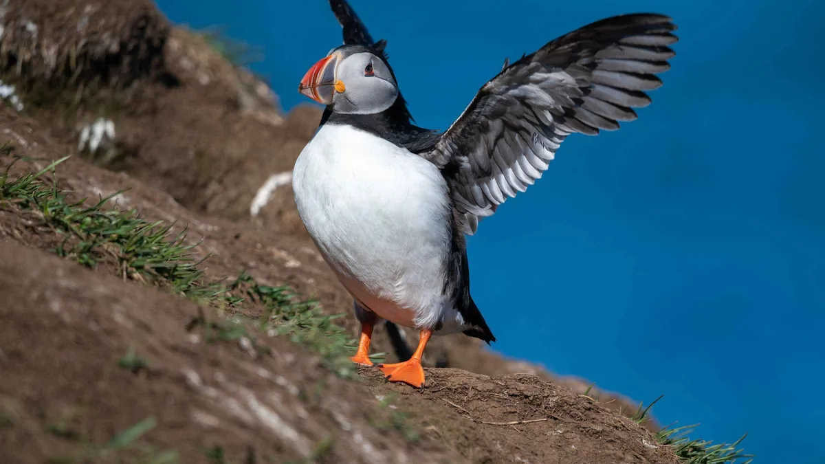 Puffins on the cliff ledges at Hafnarhólmi in Borgarfjörður Eystri, the wildlife stop on puffin-watching Seyðisfjörður tours in East Iceland